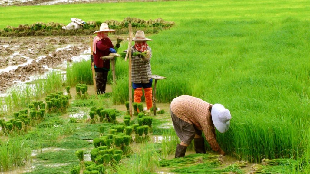 rice-farmers-near-fang