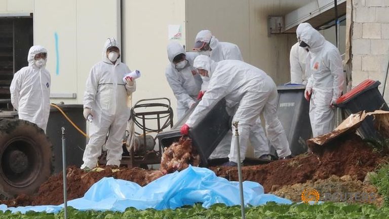 south-korean-health-officials-bury-chickens-at-a-poultry-farm