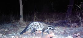 សំពោចធំ (Large-spotted civet) Viverra megaspila ជាប្រភេទមំសាសត្វមាឌតូចត្រូវបានចាត់ថ្នាក់ជាប្រភេទរងគ្រោះជិតផុតពូជ