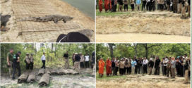 សត្វក្រពើព្រៃចំនួន២៣ក្បាលលែងបន្សាំក្នុងបឹងមួយកន្លែងក្នុងស្រុកសៀមប៉ាង