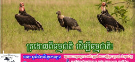 🦅 ត្រងោលពីធម្មជាតិ ដើម្បីធម្មជាតិ! 🦅