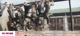 ក្រសួងកសិកម្ម បដិសេធការចោទប្រកាន់រឿងនាំចេញស្វាព្រៃទៅអាមេរិក