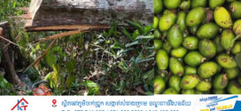 គ្រួសារប្តីប្រពន្ធ២នាក់ ទទួលមរណភាពដោយសារដើមសំរ៉ងរលំសង្កត់ ក្រោយពេលកាប់ដើម្បីយកផ្លែ នៅក្នុងស្រុកបូទុមសាគរខេត្តកោះកុង
