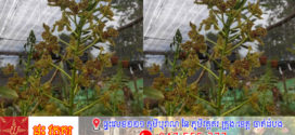 កេសរកូលព្រះទ្រហឹង ជាប្រភេទកេសរកូលធំជាងគេលើសកលលោក កំពុងតែរីកជាលើកទី៣នៅមជ្ឈមណ្ឌលស្រាវជ្រាវ និងអភិរក្សកេសរកូល សុខ អានភ្នំគូលែន