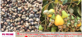 តម្លៃគ្រាប់ស្វាយចន្ទីបានហក់ឡើងខ្ពស់ដែលមិនធ្លាប់មាននៅក្នុងរយៈពេល ៥ ឆ្នាំចុងក្រោយនេះ