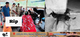 ស្រុកកំពង់សីលារន្ទះបាញ់ស្លាប់មនុស្សម្នាក់និងងាប់សុនខ២ក្បាលទៀត
