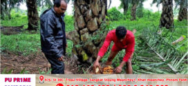 ប្រទេស​ឥណ្ឌា​ចាប់​ផ្តើម​បង្កើន​ការ​ទិញ​ប្រេងដូង​ដោយសារតម្លៃ​ថោកជាងប្រេង​សណ្តែក