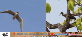 កូនសត្វត្រយងចង្កំក-ស និងកូនសត្វរំពេទន្លេ ចាប់ផ្តើមការហើរជាលើកដំបូងនៅតំបន់ទេសភាពព្រៃលិចទឹកមេគង្គ