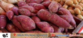 តើខ្ញុំអាចញុំាដំឡូងជ្វាជំនួសបាយជាអាហារប្រចាំថ្ងៃបានទេ?