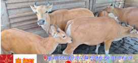 សត្វទន្សោងចំនួន១៦ក្បាលត្រូវបានកម្លាំងជំនាញកៀងចាប់ទុកនៅកន្លែងដែលមានសុវត្ថិភាព ក្រោយពីបានបម្លាស់ទីពីដែនជម្រកសត្វសៀមប៉ាង មកដល់ចំណុចដែលមានការគំរាមកំហែងពីការបរបាញ់របស់ពួកជនខិលខូច