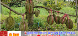 កសិករនិងពលរដ្ឋកម្ពុជារំពឹងខ្ពស់ថា ចិននឹងបញ្ជាទិញទុរេនខ្មែរ ឲ្យបានច្រើន