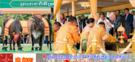 ការផ្សងប្រផ្នូលក្នុងព្រះរាជពិធីច្រត់ព្រះនង្គ័លនៅឆ្នាំនេះបង្ហាញថា ស្រូវ ពោត និងសណ្តែកនឹងទទួលបានភោគផលល្អប្រសើរ