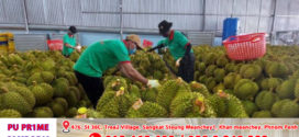 ការ​នាំ​ចេញ​ទុរេន​វៀតណាមទៅ​ចិនដាំក្បាលចុះ​យ៉ាងខ្លាំងរហូត៧៤%