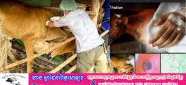 នាយកដ្ឋាន​ប្រយុទ្ធ​នឹង​ជំងឺ​ឆ្លង​៖​ ជំងឺ​Anthrax​ (ពិសធ្យូង)​ គឺជាជំងឺឆ្លង​ បណ្តាលមកពីបរិភោគសាច់ឆៅ​ ឬប៉ះពាល់នឹងប្រភេទសត្វស៊ីស្មៅ សត្វគោ​-ក្របី​