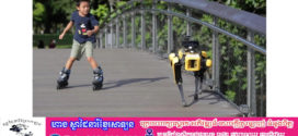 តួនាទីរបស់សត្វឆ្កែយន្តក្នុងជីវិតរស់នៅរបស់មនុស្សក្នុងប្រទេសសិង្ហបុរី
