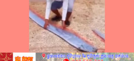 វៀតណាមរកឃើញត្រីនាំសារ«គ្រោះរញ្ជួយដី»ពីបាតសមុទ្រក្នុងខេត្ត Ninh Thuan