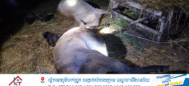 រន្ទះបាញ់សត្វគោនៅក្នុងក្រោលងាប់ចំនួន ៦​ ក្បាល នៅស្រុកសំបូរ
