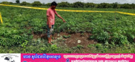 បុរសម្នាក់ត្រូវរន្ទះបាញ់ស្លាប់នៅពេលកំពុងបើកគោយន្តចេញពីចម្ការដំឡូង