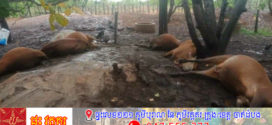 សត្វគោ ៩ក្បាលងាប់និងមនុស្សម្នាក់របួសធ្ងន់ដោយ សាររន្ទះបាញ់នៅខេត្តស្ទឹងត្រែង