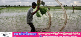 តម្លៃអង្ករពិភពលោកមិនទាន់អាចហក់ឡើងខ្ពស់វិញបានដោយសារស្តុកនៅឥណ្ឌាសល់ច្រើន