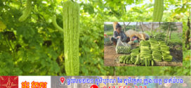 ដំណាំម្រះរបស់អ្នកស្រុកកោះសូទិន កំពុងមានតម្លៃល្អ ដោយឈ្មួញចុះទិញដល់ទីតាំងចែកចាយតាមបណ្តាទីផ្សារនានា