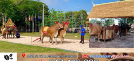 គោឧសភរាជ ឬ ព្រះគោ ត្រូវបានផ្តល់អាហារ ថែរក្សា ព្រមទាំងហាត់ តាំងពីខែចុងមេសាមកហើយ សម្រាប់ព្រះរាជពិធីច្រត់ព្រះនង្គ័ល ដែលនឹងប្រារព្ធនៅថ្ងៃទី១៥ ខែឧសភានេះ!