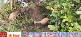 សត្វគោ៦ ក្បាលដែលមានម្ចាស់តែម្នាក់ត្រូវរន្ទះបាញ់ងាប់ភ្លាម​ៗ បន្ទាប់ពីមានភ្លៀងធ្លាក់មួយមេលាយឡំខ្យល់កន្ត្រាក់និងផ្គររន្ទះនៅស្រុកវ៉ើនសៃ