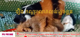 រឿងនិទានខ្លីប្រចាំថ្ងៃអាទិត្យ÷ រឿង៖ កណ្ដុរលោភលន់ភ្លេចខ្លួន