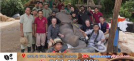 អ្នកជំនាញ៤ប្រទេស សហការគ្នាវះកាត់ជួយសង្គ្រោះជីវិតសត្វដំរីញី «ជីក្លប់» ក្នុងខេត្តសៀមរាបទទួលបានជោគជ័យ