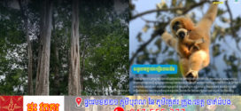 ទស្សនារដូវកាលបៃតងនៅជំរំទោចថ្ពាល់លឿងឧទ្យានជាតិវើនសៃ សៀមប៉ាង