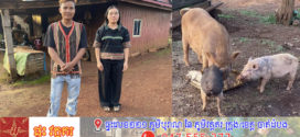 ជនជាតិដើមភាគតិចព្នង ចិញ្ចឹមជ្រូកកណ្តុរតាមធម្មជាតិ អាចលក់បានមួយក្បាល​តម្លៃ​លក់​ចាប់ពី ២៥០ ០០០ រៀល
