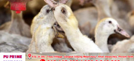 កូរ៉េខាងត្បូង សត្វពាហនៈកើនឡើងយ៉ាងខ្លាំង ដោយសារតែរលកកំដៅ