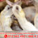 កូរ៉េខាងត្បូង សត្វពាហនៈកើនឡើងយ៉ាងខ្លាំង ដោយសារតែរលកកំដៅ