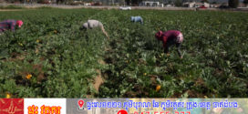 រដ្ឋកាលីហ្វ័រញ៉ា ៖ ការបង្រ្កាបជនអន្តោប្រវេសន៍ធ្វើឱ្យកសិផលរលួយ កសិដ្ឋានរងទុក្ខ