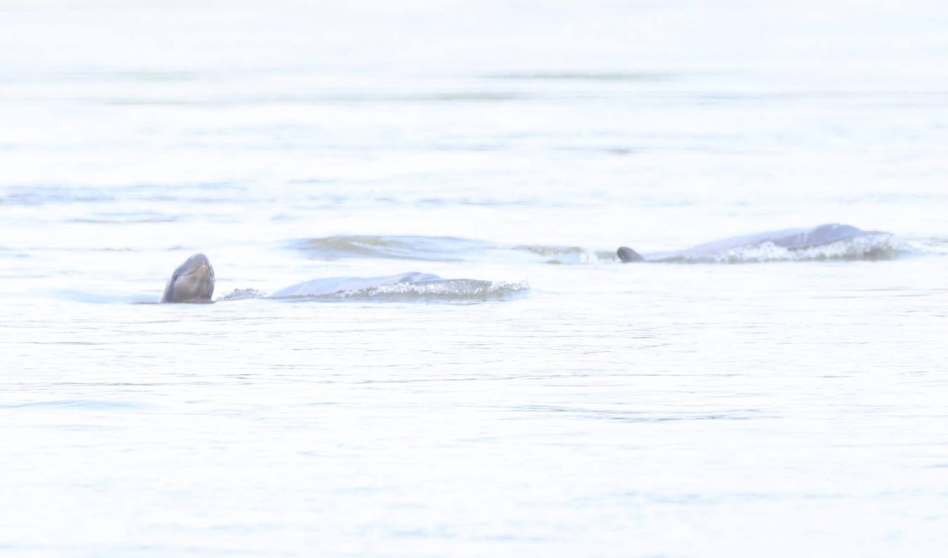 ឆ្មាំទន្លេ