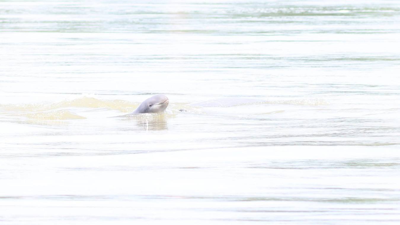 សត្វផ្សោត