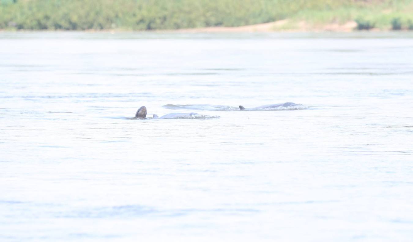 ពិធីទិវាសត្វផ្សោត