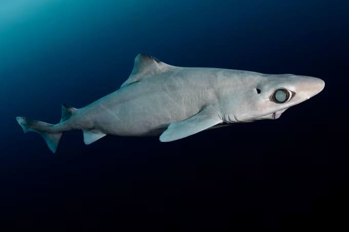 ត្រីឆ្លាម Gulper