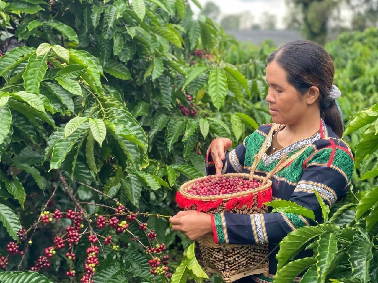 ការអភិវឌ្ឍតំបន់ណាមលៀរ