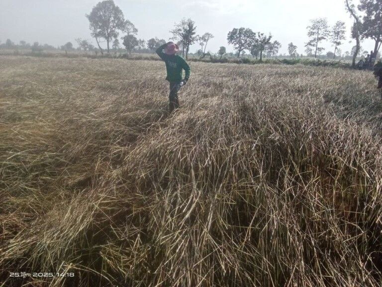 ស្រែដែលឆេះ