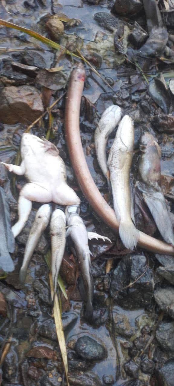 ត្រីងាប់នៅអូរឬស្សី