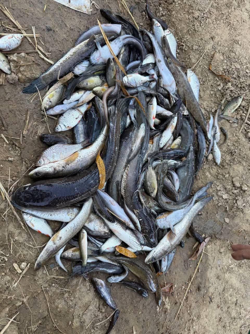 ការពិនិត្យគ្រោះថ្នាក់ទឹកពុល