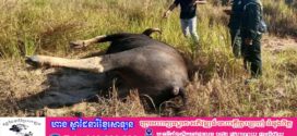 ប្រជាសហគមន៍ប្រទះឃើញសត្វខ្ទីង១ក្បាលស្លាប់ក្នុងខេត្តឧត្តរមានជ័យ