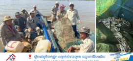 កូនត្រីចម្រុះទម្ងន់ ២២គីឡូក្រាម បានលែងចូលបឹងធម្មជាតិវិញ ខណៈមន្ត្រីខណ្ឌរដ្ឋបាល ជលផលចុះបង្ក្រាបបទល្មើសជល នៅភូមិសាស្ត្រស្រុកបាធាយ ០៣ករណី