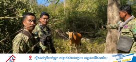 សត្វទន្សោងដែលជាប់អន្ទាក់របស់ព្រានព្រៃ បានស្លាប់នៅក្នុងព្រៃដែនជម្រកសត្វព្រៃស្រែពក