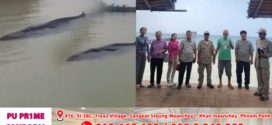 មន្រ្ដីជលផល និងពលរដ្ឋជួយត្រីបាឡែន១ក្បាលនៅខាងមុខឆ្នេរតាបារាំងក្នុងស្រុកស្ទឹងហាវចូលទៅទឹកជ្រៅវិញ
