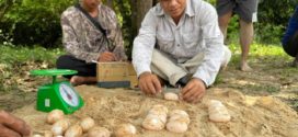 ពងអណ្តើកហ្លួងចំនួន២៥គ្រាប់ត្រូវបានរកឃើញនៅឆ្នេរខ្សាច់នៃព្រែកកំពង់លើ ក្នុងប្រព័ន្ធព្រែកស្រែអំបិល ខេត្តកោះកុង