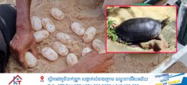សំបុកអណ្តើកហ្លួងទី៣ ត្រូវបានរកឃើញនាដើមឆ្នាំ២០២៦ នេះ!