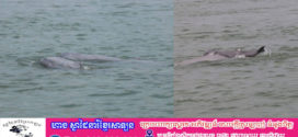កូនផ្សោតកើតថ្មី១ក្បាលនៅអន្លង់ផ្សោតកាំពី ភូមិសំបុក ឃុំសំបុក ស្រុកចិត្របុរី  ខេត្តក្រចេះ