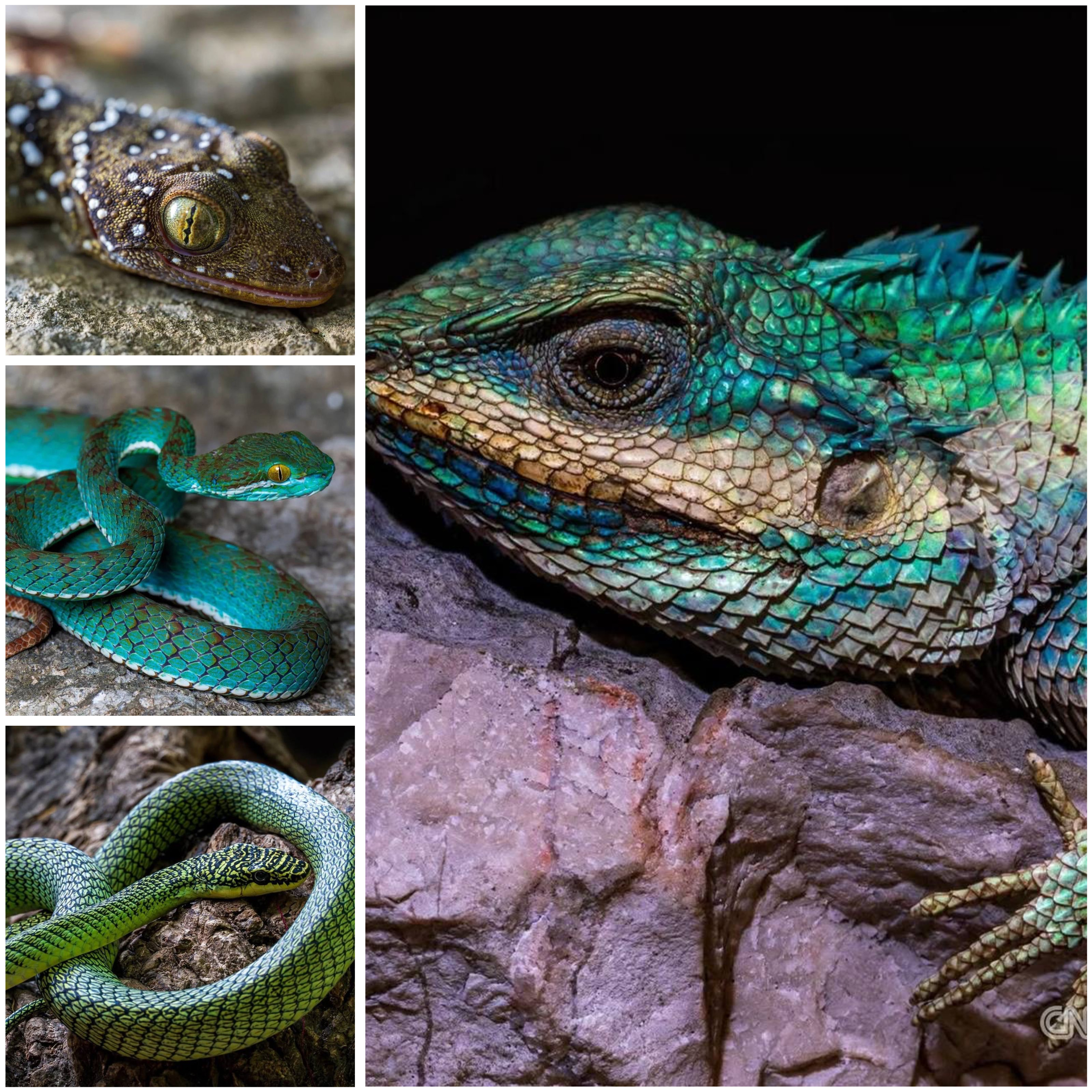 ពស់វែក រណ្តៅ ពស់ ហោះ និង សត្វ ជីងចក់ ក្នុងចំណោម ប្រភេទ សត្វ ថ្មី ដែល ត្រូវ បាន រកឃើញ នៅក្នុង រូងភ្នំ កម្ពុជា